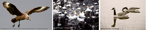 Three pictures of wildfowl: Wild Birds Noel Reynolds, CC BY 2.0 &lt;https://creativecommons.org/licenses/by/2.0&gt;, via Wikimedia Commons,  Didier Provost,  Kristin Snippe