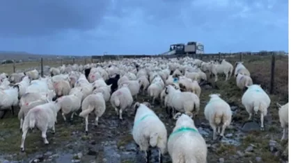 Flock