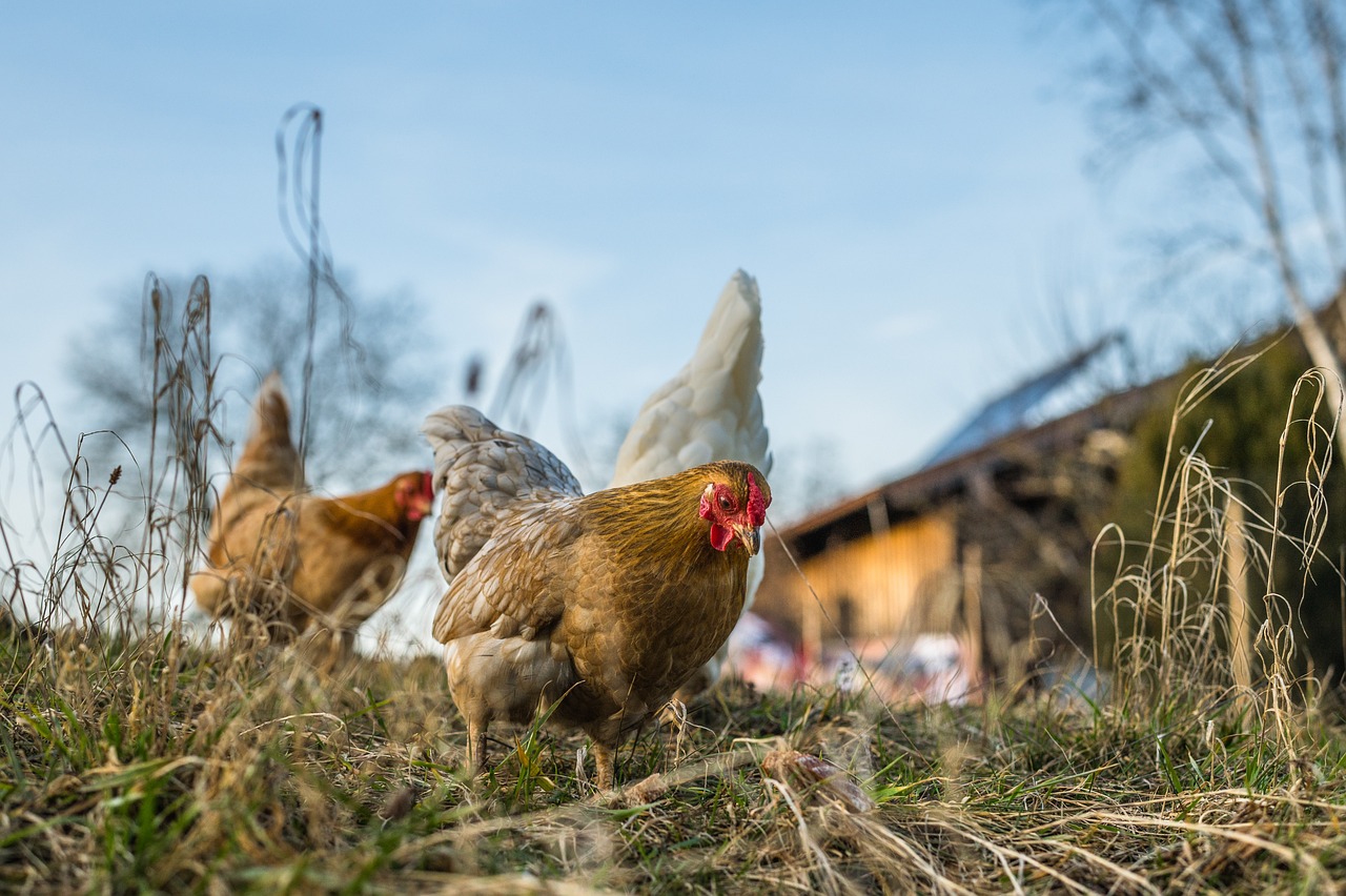 chicken