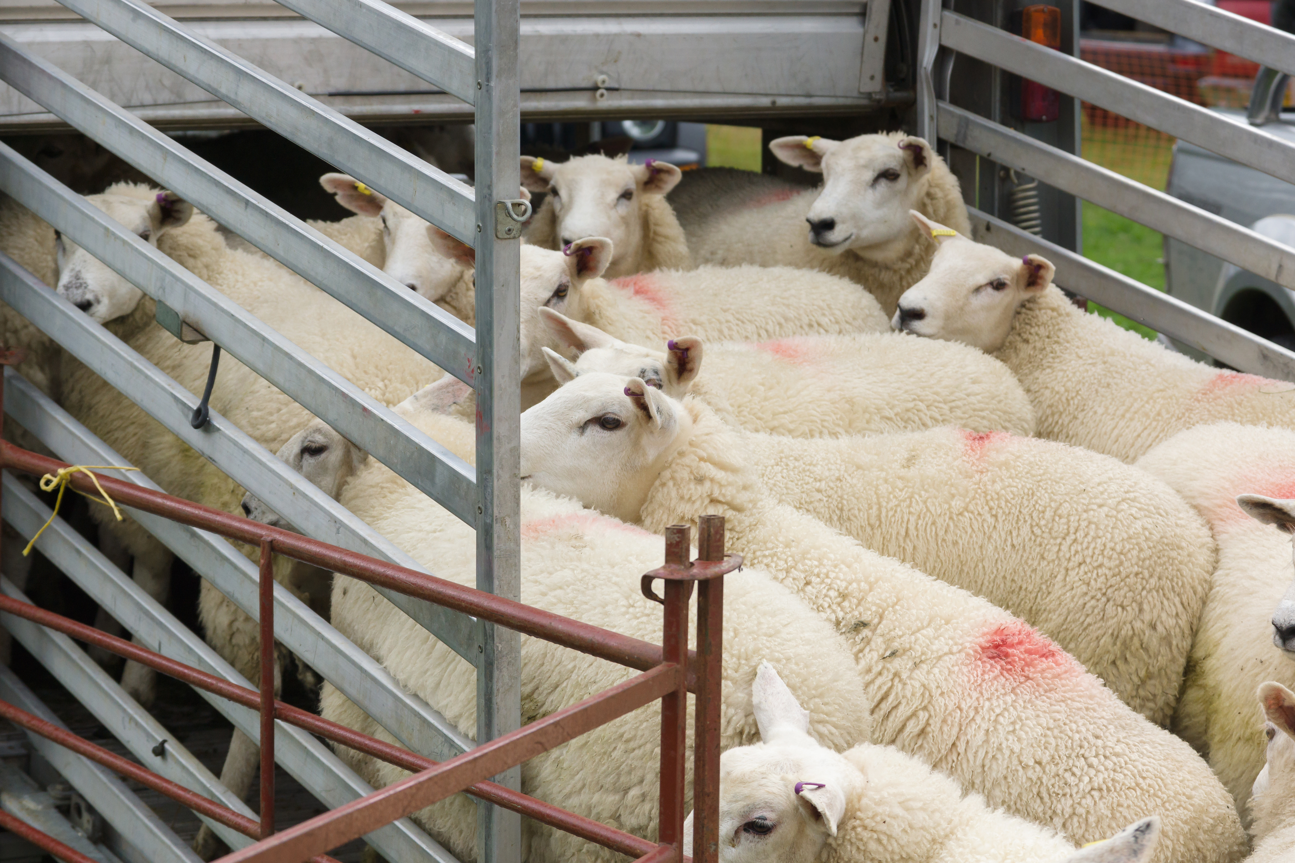 Sheep Transport Shutterstock 1152652421 (1)