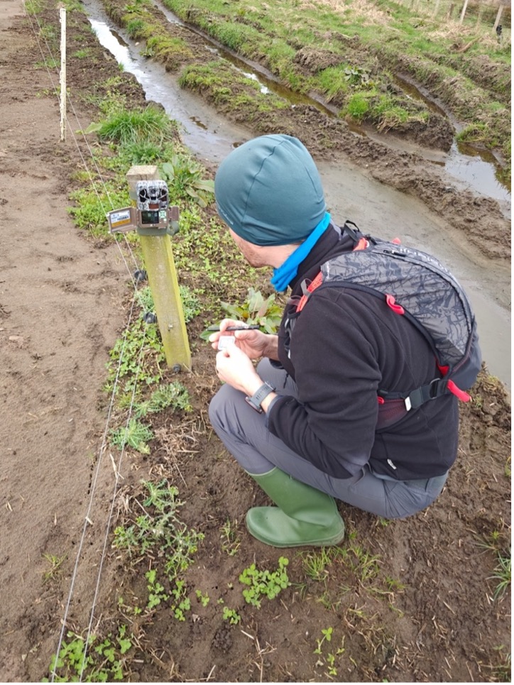 Gianluigi is kneeling on ground looking at a camera trap attached to a wooden post in a farm field.