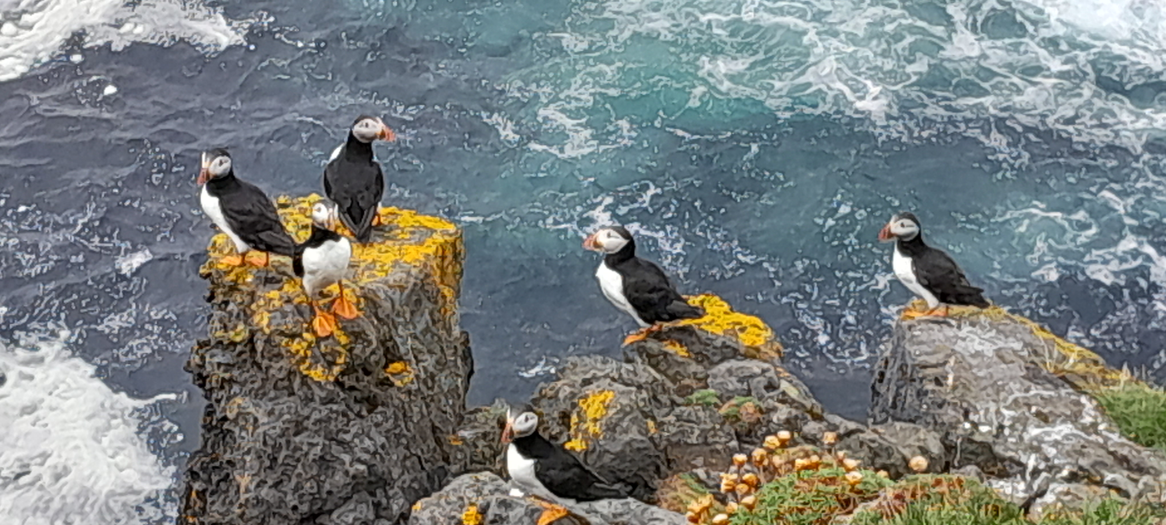 Puffins LG 20220714 145612