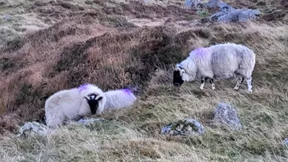 Sheep
